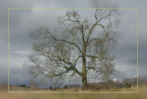 Garry Oak tree