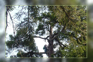 An aerial exam of a tree
