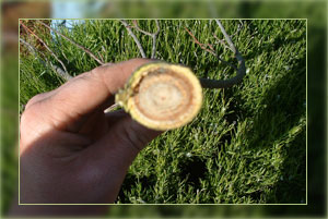 Analyzing a core sample