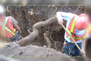 Tunnelling under roots